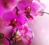 Chalet Orchidee Barvaux